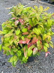 Nandina domestica 'Firepower' 40-50 7.5L - image 5