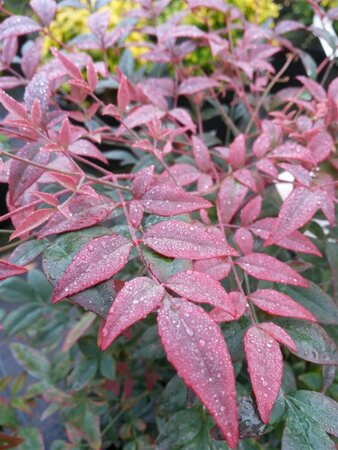 Nandina domestica Obsessed 60cm Ball 38L Airpot - image 1