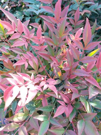 Nandina domestica Obsessed 60cm Ball 38L Airpot - image 2