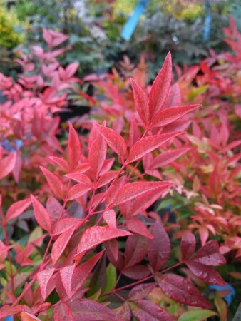 Nandina domestica Obsessed 60cm Ball 38L Airpot - image 3