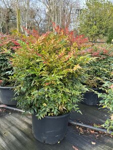 Nandina domestica Obsessed 60cm Ball 38L Airpot - image 5