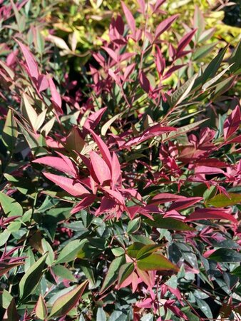 Nandina domestica Obsessed 60cm Ball 38L Airpot - image 4