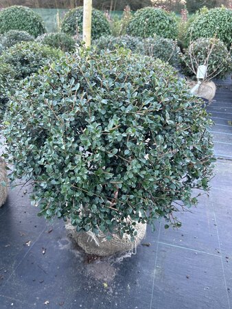 Osmanthus delavayi 55-60CM Ball Root Ball