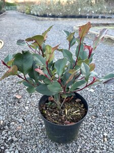 Photinia fraseri 'Little Red Robin' 3L