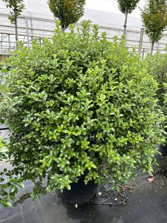 Pittosporum Irish Luck  60L