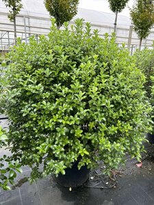 Pittosporum Irish Luck  60L