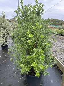 Pittosporum Irish Luck  40L