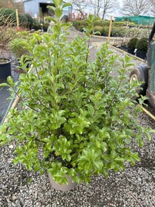 Pittosporum Irish Luck  5L