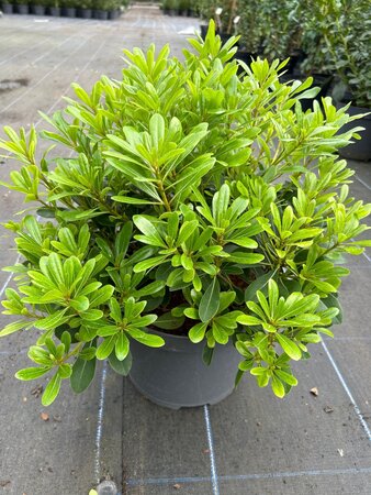 Pittosporum tob. 'Nanum' 10L