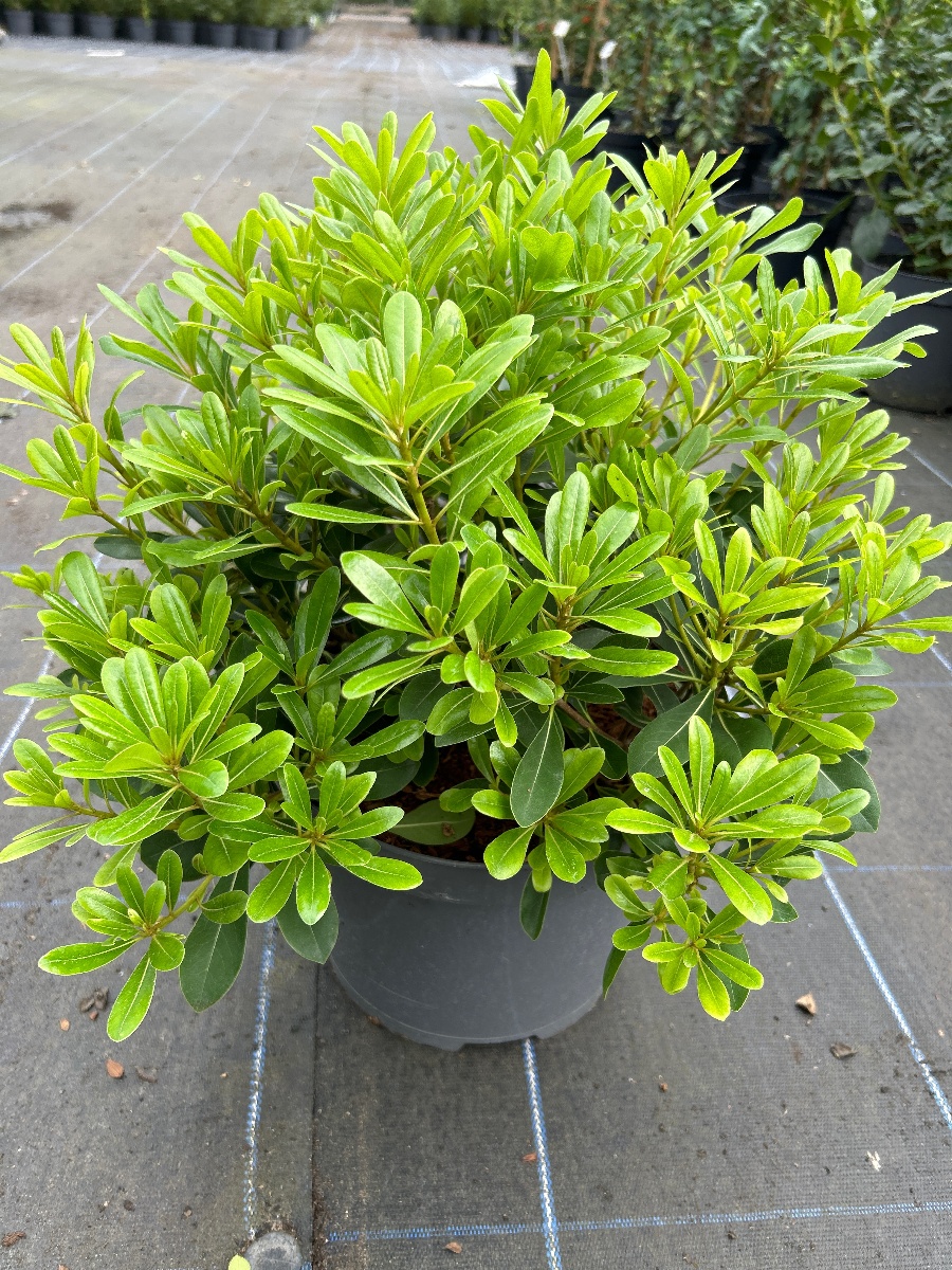 Pittosporum tob. 'Nanum' 10L - Van Arnhem Nursery