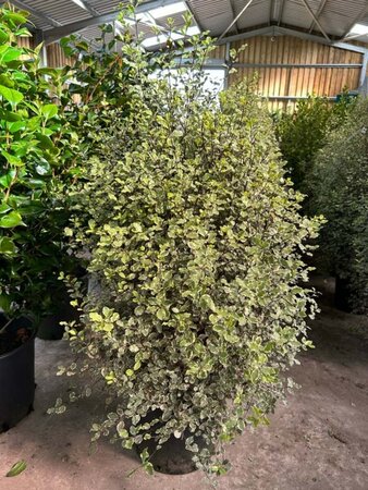 Pittosporum ten. 'Victoria' 100-125 25L