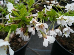 Prunus incisa 'Kojou-no-mai' 3L