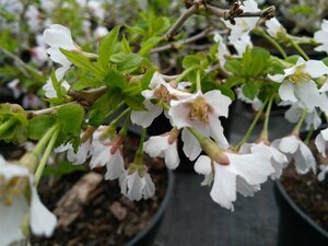 Prunus incisa 'Kojou-no-mai' 3L - image 2