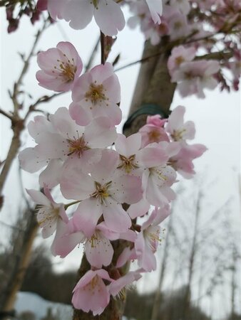 Prunus 'Pandora' Standard 8/10 38L Airpot - image 1