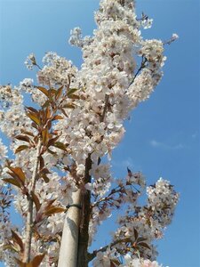 Prunus 'Pandora' Standard 8/10 38L Airpot - image 2