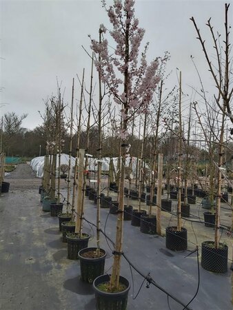 Prunus 'Pandora' Standard 8/10 38L Airpot - image 3