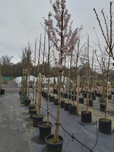 Prunus 'Pandora' Extra-Hstd 16/18 Wire RB - image 3