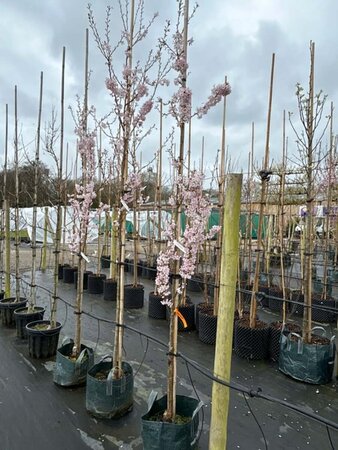 Prunus 'Pandora' Standard 8/10 38L Airpot - image 5