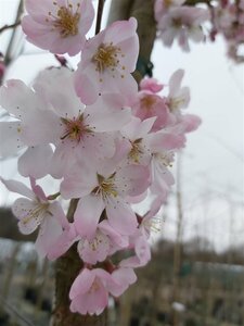 Prunus 'Pandora' Standard 8/10 38L Airpot - image 4