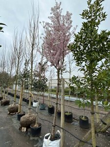 Prunus 'Pandora' Extra-Hstd 16/18 Wire RB - image 5