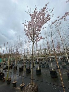 Prunus 'Pandora' Extra-Hstd 20/25 Wire RB - image 5