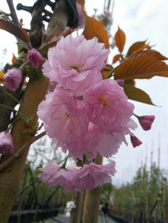 Prunus serr. 'Kanzan' Standard 8/10 38L Airpot - image 1