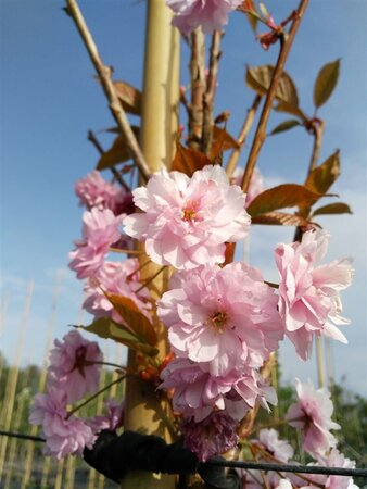 Prunus serr. 'Kanzan' Standard 8/10 38L Airpot - image 3