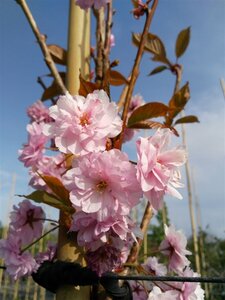 Prunus serr. 'Kanzan' Standard 8/10 38L Airpot - image 4