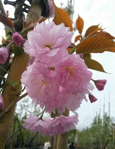 Prunus serr. 'Kanzan' Standard 8/10 38L Airpot - image 5