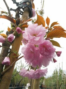 Prunus serr. 'Kanzan' Standard 8/10 38L Airpot - image 6