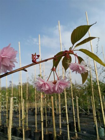 Prunus serr. 'Kanzan' Standard 8/10 38L Airpot - image 7