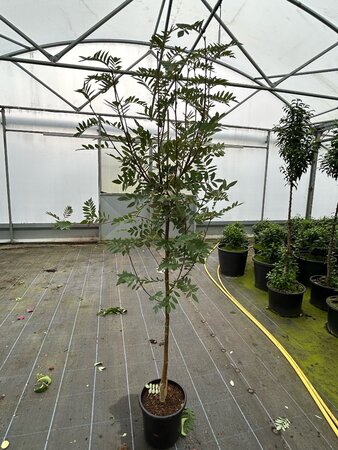 Sorbus hup. Pink Pagoda 200-225 12L