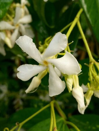 Trachelospermum jasminoides 90-100 3L - image 3