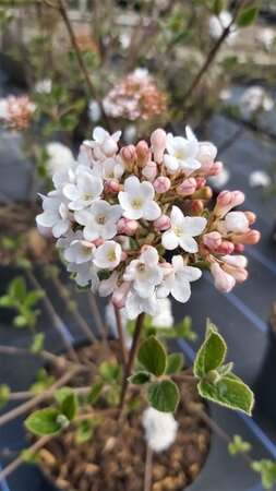 Viburnum burkw. 'Anne Russell' 50-60 Root Ball