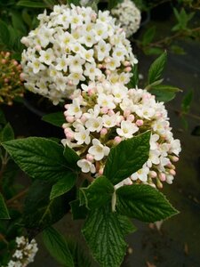 Viburnum burkwoodii* 150-175 25L