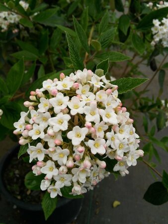 Viburnum burkwoodii* 150-175 25L - image 2