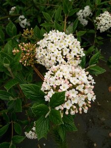 Viburnum burkwoodii* 150-175 25L - image 3