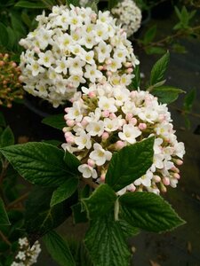 Viburnum burkwoodii* 150-175 25L - image 4