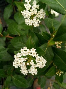 Viburnum tinus 'Eve Price' 100-125 25L