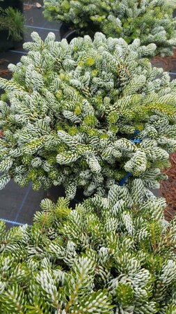 Abies k. 'Kohout's Icebreaker' 20-30 Root Ball - image 2