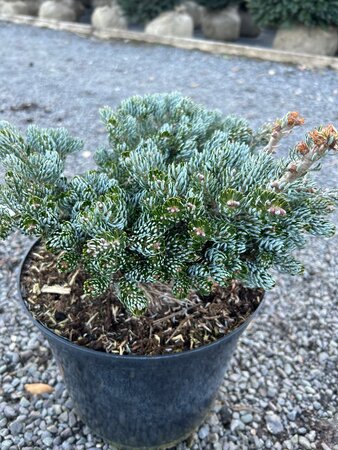 Abies k. 'Kohout's Icebreaker' 20-30 Root Ball - image 3