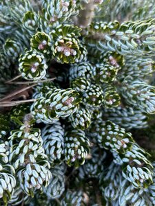 Abies k. 'Kohout's Icebreaker' 20-30 Root Ball