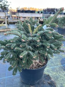 Abies nordm. Dobrichovice 30-40 Root Ball