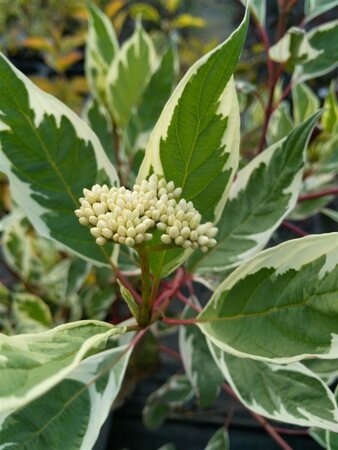 Cornus alba Elegantissima 3L - image 2