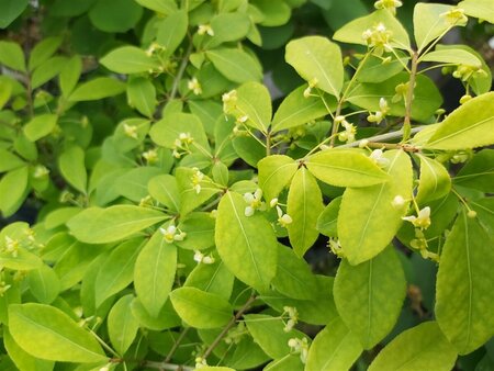 Euonymus alat. 'Compactus' 1m Ball  Wire RB - image 1