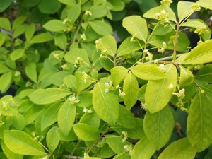 Euonymus alat. 'Compactus' 1m Ball  Wire RB