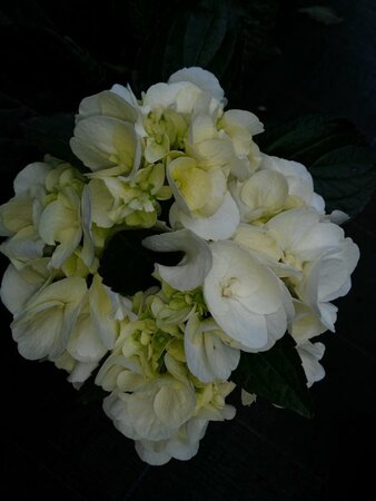 Hydrangea macrophylla 'Shakira' 3L - image 1