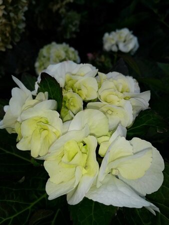 Hydrangea macrophylla 'Shakira' 3L - image 2