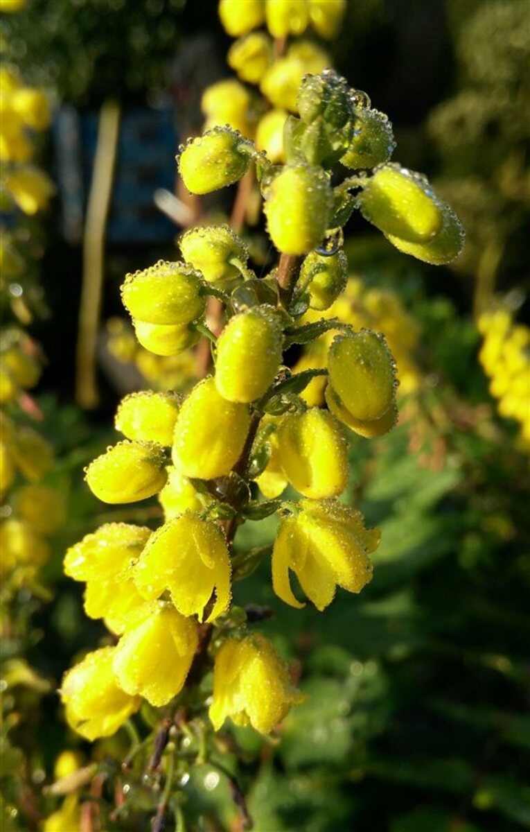 Mahonia media 'Winter Sun' 10L - Van Arnhem Nursery