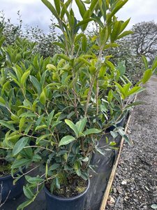 Osmanthus yunnanensis 100-125 25L